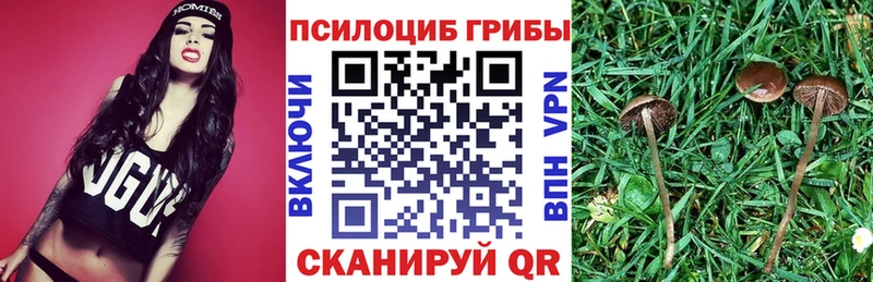 дарнет шоп  Муром  Галлюциногенные грибы Psilocybe 